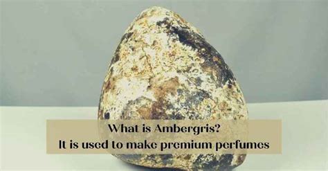 do perfumes contain ambergris